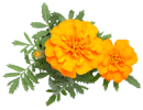 img_4.png